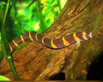 Kuhli Loach (Pangio kuhlii)